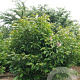 Magnolia 'Susan' 300-350 cm draadkluit meerstammig