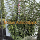 Malus 'Adirondack' 125-150 cm met kluit