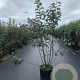 Malus 'Evereste' 100-125 cm 20L
