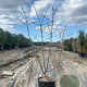Malus 'Evereste' 125-150 cm 20L meerstammig