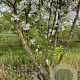Malus 'Evereste' 200-250 cm draadkluit meerstammig