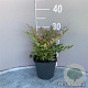 Nandina d. 'Gulf Stream' GM 2,0L