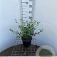 Osmanthus burkwoodii 30-40 cm 3,0L
