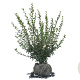 Osmanthus burkwoodii 80-100 cm met kluit