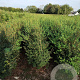 Osmanthus burkwoodii 80-100 cm met kluit