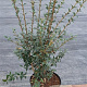 Osmanthus burkwoodii 80-100 cm 7,5L