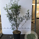 Osmanthus burkwoodii 80-100 cm 7,5L