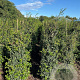 Osmanthus burkwoodii 150-175 cm met kluit