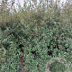 Osmanthus burkwoodii 150-175 cm met kluit