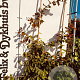 Parrotia persica 100-125 cm met kluit