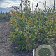 Parrotia persica 175-200 cm met kluit