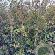 Parrotia persica 175-200 cm met kluit