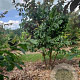 Parrotia persica 175-200 cm met kluit