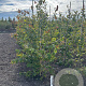 Parrotia persica 175-200 cm met kluit