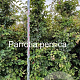 Parrotia persica 200-225 cm met kluit