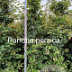 Parrotia persica 200-225 cm met kluit