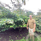 Parrotia persica 300-350 cm draadkluit meerstammig
