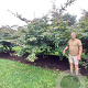 Parrotia persica 300-350 cm draadkluit meerstammig