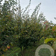 Parrotia persica 300-350 cm draadkluit meerstammig
