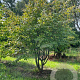 Parrotia persica 350-400 cm draadkluit meerstammig