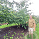 Parrotia persica 350-400 cm draadkluit meerstammig