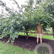 Parrotia persica 350-400 cm draadkluit meerstammig