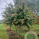 Parrotia persica 350-400 cm draadkluit meerstammig