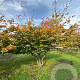 Parrotia persica 350-400 cm draadkluit meerstammig