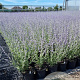 Perovskia atripl. 'Little Spire' 30-40 cm 2,0L