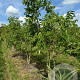 Phellodendron amurense 250-300 cm draadkluit meerstammig