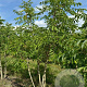 Phellodendron amurense 250-300 cm draadkluit meerstammig