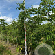 Phellodendron amurense 300-350 cm draadkluit meerstammig