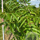 Phellodendron amurense 300-350 cm draadkluit meerstammig
