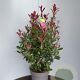 Photinia fraseri Carré Rouge 60-80 cm 10L