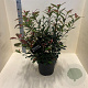 Photinia fraseri Carré Rouge 60-80 cm 10L
