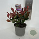 Photinia fraseri 'Little Red Robin' 20-30 cm 2,0L