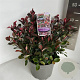Photinia fraseri 'Little Red Robin' 30-40 cm 5,0L