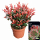 Photinia fraseri 'Little Red Robin' 30-40 cm 5,0L