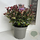 Photinia fraseri 'Little Red Robin' 30-40 cm 5,0L