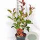Photinia fraseri 'Red Robin' 40-50 cm 3,0L