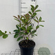 Photinia fraseri 'Red Robin' 40-50 cm 3,0L