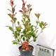 Photinia fraseri 'Red Robin' 40-60 cm 5,0L
