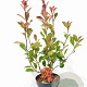 Photinia fraseri 'Red Robin' 40-60 cm 5,0L