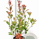 Photinia fraseri 'Red Robin' 40-60 cm 5,0L