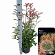 Photinia fraseri 'Red Robin' 80-100 cm 10L
