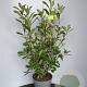 Photinia fraseri 'Red Robin' 80-100 cm 10L