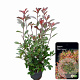 Photinia fraseri 'Red Robin' 80-100 cm 10L