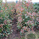 Photinia fraseri 'Red Robin' 125-150 cm met kluit