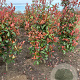 Photinia fraseri 'Red Robin' 125-150 cm met kluit