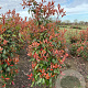 Photinia fraseri 'Red Robin' 150-175 cm met kluit
